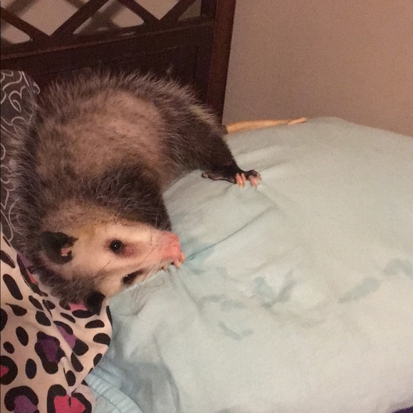 Meet your Posher, Chels - Picture 5 of 12